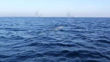 海景视图船灰色鲸鱼海洋whalewatching旅行加州美国eschrichtius鲁布斯迁移南冬天生育环礁湖太平洋海岸海洋野生动物